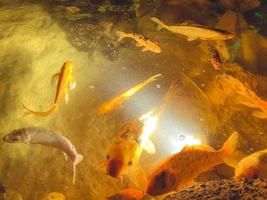 pequeños peces dorados nadan en el fondo del mar. animales exóticos inusuales en el oceanario. los peces hacen burbujas en el agua foto