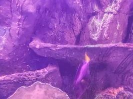 observación de la vida de los peces en el acuario. bajo el agua, un montículo de piedras en el que se asentaron estrellas de mar, hongos, peces foto