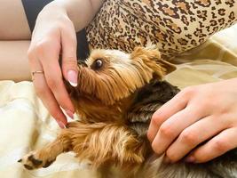 a small dog lies on the bed. yorkshire terrier eats food from the hand of a girl with a beautiful and fashionable manicure. dog with brown eyes chews. dog groomed by groomer photo