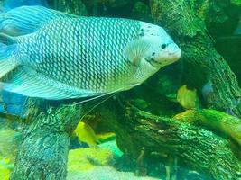 corals, stones, driftwood in the water. a thick, large fish with silvery scales and long fins swims under water photo