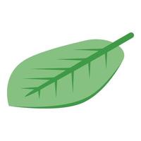 Cocoa leaf icon, isometric style vector