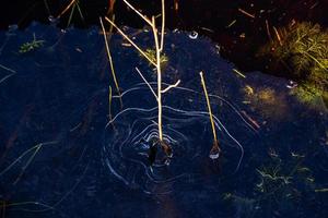 Ice Patterns on Thin Ice photo