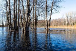 Soomaa National Park in Flooding photo