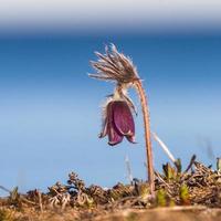 Meadow Pasqueflower in a seaside meadow photo