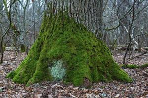 Exposed tree roots photo