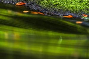 paisajes otoñales en hrensko, río kamenice foto