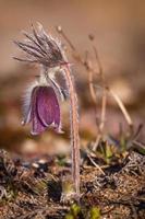 Meadow Pasqueflower in a seaside meadow photo