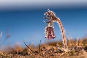 Meadow Pasqueflower in a seaside meadow photo