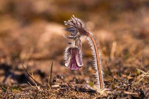 Meadow Pasqueflower in a seaside meadow photo