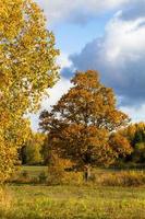 Autumn Landscape With Yellow Leaves on a Sunny Day photo