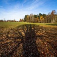 Autumn Landscape With Yellow Leaves on a Sunny Day photo