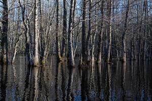 parque nacional soomaa en inundaciones foto