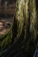 un tocón de árbol podrido foto