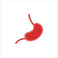 stomach icon. flat icon vector