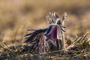 Meadow Pasqueflower in a seaside meadow photo