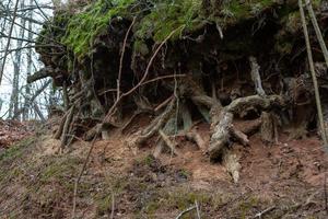 Exposed tree roots photo