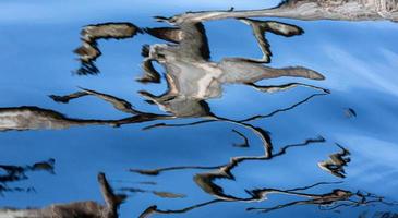 Reflection in Water on a Blue Background photo