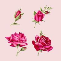 Set Collection rose vector