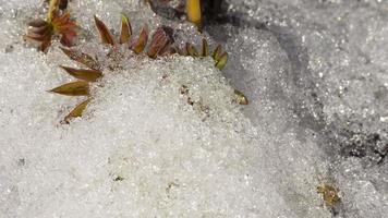 Timelapse shot of melting snow unveiling lupine sprouts video