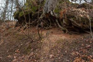 Exposed tree roots photo