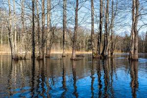 Soomaa National Park in Flooding photo