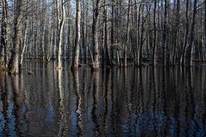 Soomaa National Park in Flooding photo