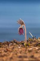 Meadow Pasqueflower in a seaside meadow photo