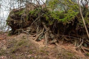 Exposed tree roots photo