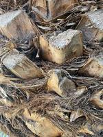 Palm tree bark texture and background photo