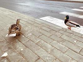 ducks on the road. birds cross the road on a pedestrian crossing equipped for people. white stripes on the pavement, ease of movement photo