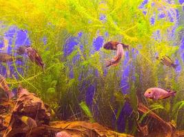 small, red fish with fins and a tail swim along the bottom of the aquarium. fish blow bubbles into the water. nearby stones and colored plants photo