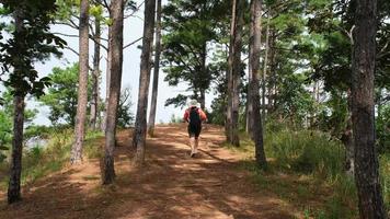 kvinna ecologist med ryggsäckar gående och studerar växter i de skog. kvinna miljö- forskare utforska växter i de regnskog. botaniker arbete på fält undersökningar. video