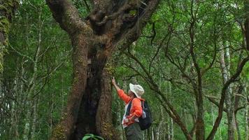 femmina ecologo studiando impianti nel il foresta toccante il tronco con mani. femmina ambientale scienziato esplorando impianti nel il foresta pluviale. botanici opera su campo sondaggi. video