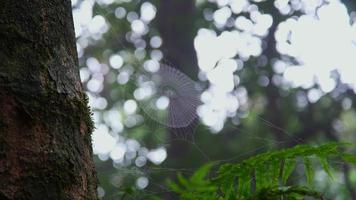 araignée sur une toile d'araignée sur fond vert. toile d'araignée dans la forêt par une journée d'automne ensoleillée. filet d'araignée dans la nature. video