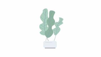 Animated green houseplant object. Exotic bush with wavy leaves. Full sized flat item on white background with alpha channel transparency. Colorful cartoon style HD video footage for animation