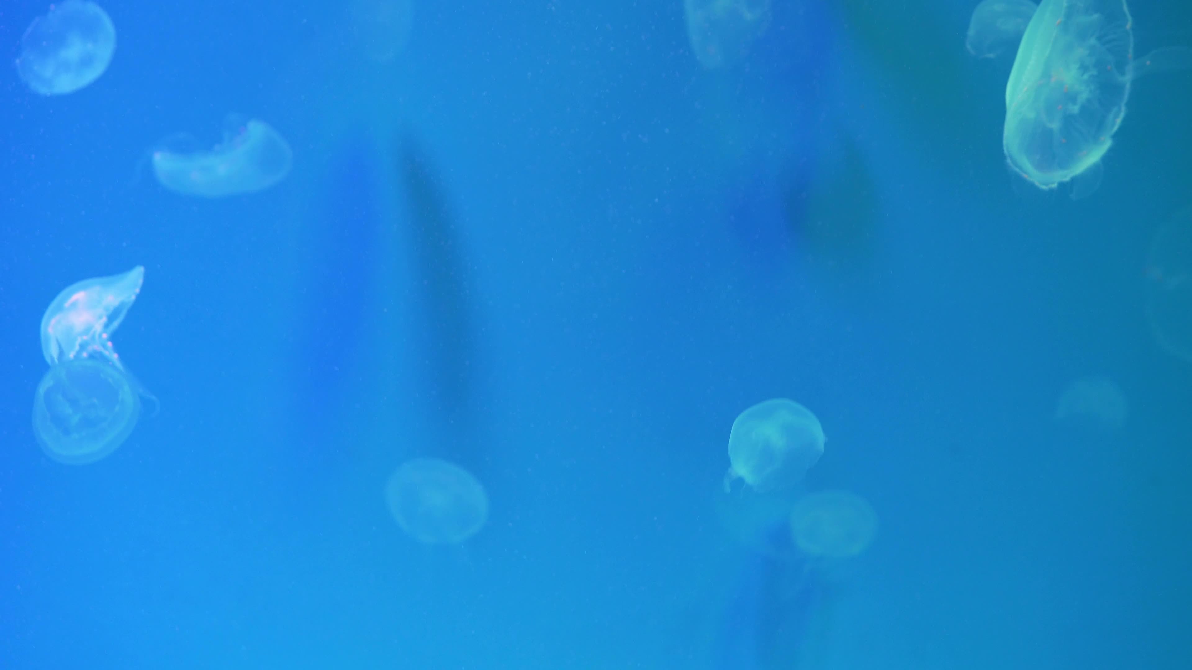 Moon Jellyfish Stock Video Footage for Free Download