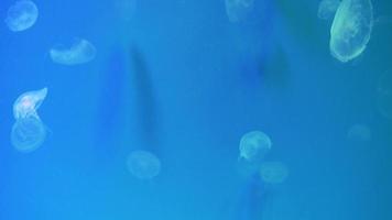 Group of Moon jellyfishs floating in an aquarium pool. Aurelia aurita in deep ocean. video