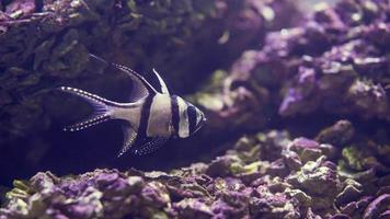 close-up de um cardeal banggai é um pequeno cardeal tropical da família apogonidae. este peixe atraente é popular no comércio de aquários. video