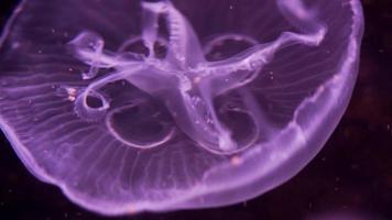 close-up de água-viva da lua flutuando em uma piscina de aquário. aurelia aurita no oceano azul profundo. video