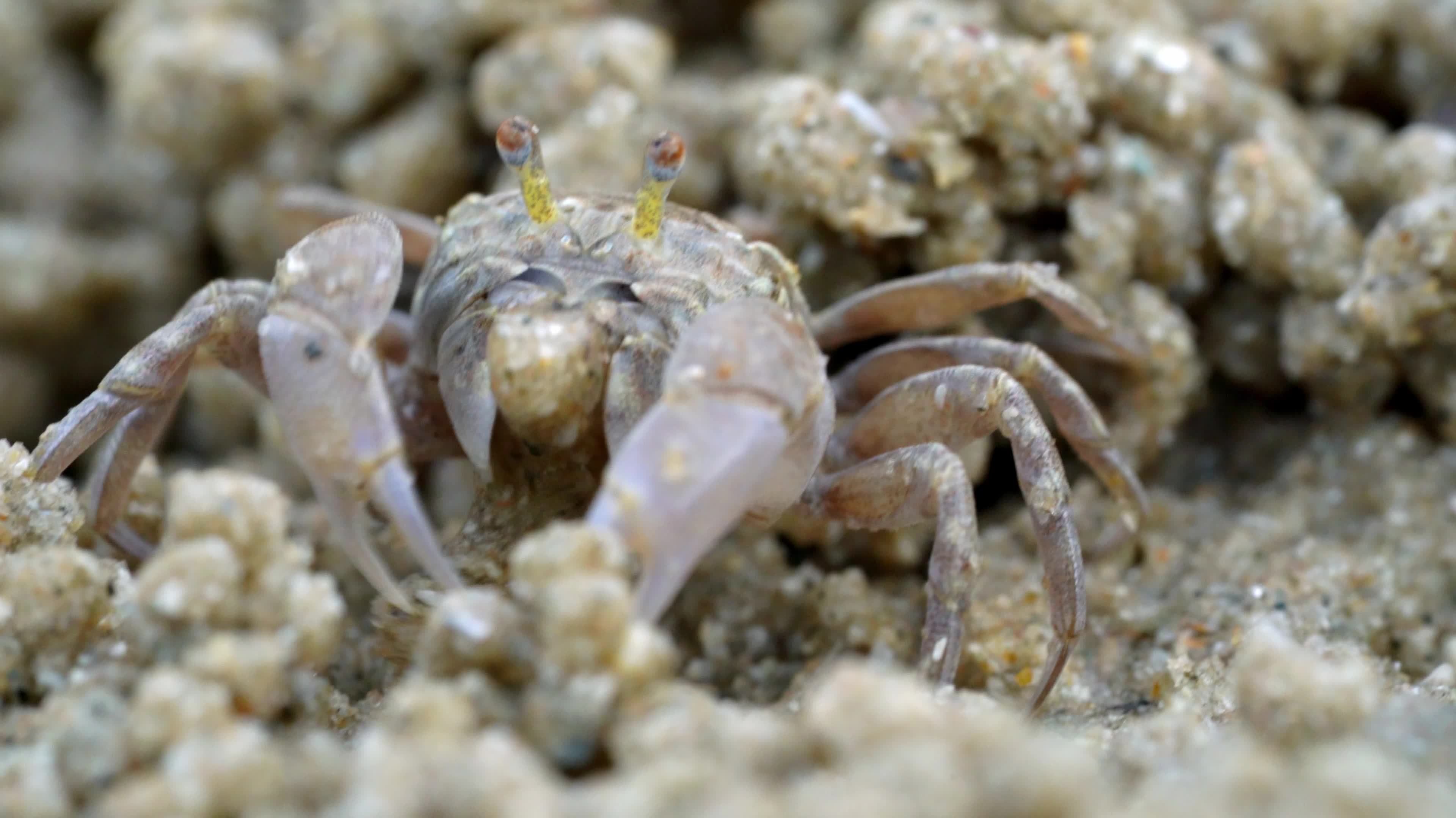 Discover The Truth About Eating Sand Crabs - b5dvli4