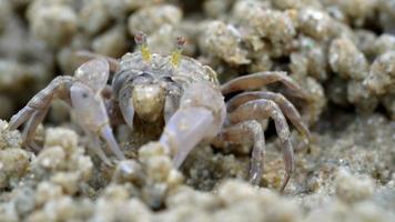 macro de cangrejo soldado hace bolas de arena mientras come. El cangrejo soldado o mictyris son pequeños cangrejos que comen humus y pequeños animales que se encuentran en la playa como alimento. video
