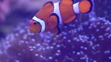 close-up de peixe nemo laranja com fundo de anêmona. video