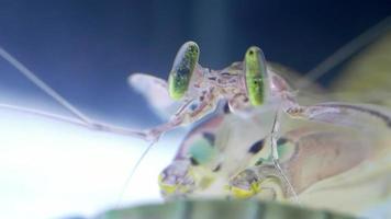 camarones mantis o squilla empusa primer plano de ojos verdes. squilla empusa es una especie de camarón mantis que se encuentra en las zonas costeras del océano Atlántico occidental. video