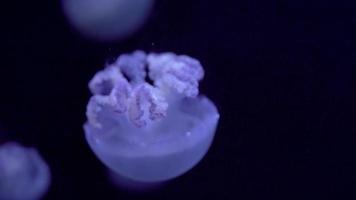 cerca de medusas de grasa flotando en una piscina de acuario. aurelia aurita en el océano profundo. video