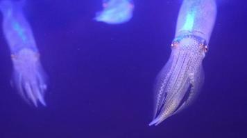 Nahaufnahme von Tintenfischen, die im Wasser schwimmen. Tintenfisch oder Sepioteuthis Lessoniana in Thailand video