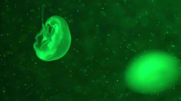 primer plano de medusas lunares flotando en una piscina de acuario. aurelia aurita en el océano azul profundo. video