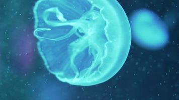 Close up of Moon jellyfish floating in an aquarium pool. Aurelia aurita in deep blue ocean. video