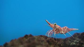 vicino su di danza gamberetto a piedi nel subacqueo su blu sfondo. danza gamberetto è rosso gamberetto con bellissimo fresco colori siamo popolare nel acquario video