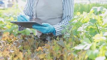 female farmer working early on farm holding wood basket of fresh vegetables and tablet video