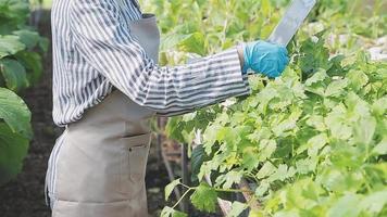 female farmer working early on farm holding wood basket of fresh vegetables and tablet video